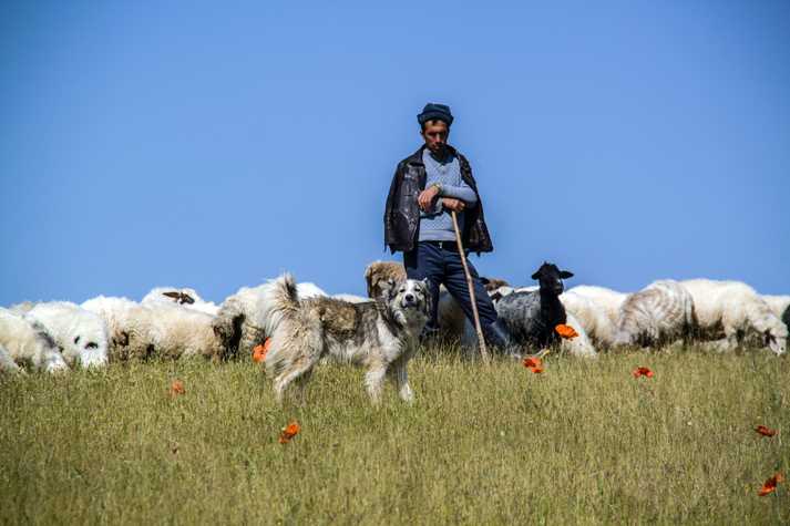 An Iranian Shepherd